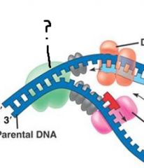 Enzyme qui déroule la double hélice parentale.