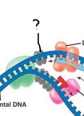 Protéines fixatrices qui empêchent les deux brins de s'enrouler à nouveau. (single-strand binding protein)