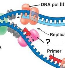 Enzyme qui unit les nucléotides d'ARN un par un en les appariant avec le brin matrice d'ADN, ce qui crée l'amorce.