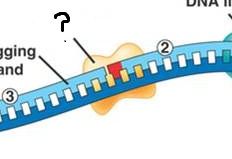 Enzyme qui remplace les nucléotides d'ARN de l'amorce sur le brin fils par des nucléotides d'ADN.