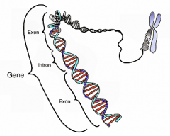 Région de l'ADN (séquence de millier de nucléotides) qui code pour la structure primaire d'une protéine (séquence d'acides aminés).