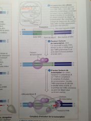 1-Facteurs de transcription (protéines/lipides) se lient au promoteur sur la boîte TATA
2-ARN polymérase se lie au promoteur et facteurs de transcription
3-Complexe d'initiation
4-Ouverture de l'hélice en brisant liens H