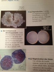 -Croissance de l'organisme (mitose)
-Réparation des tissus et entretien de l'organisme (mitose)
-Production des gamètes (méiose)