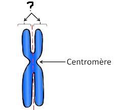 Un des brins parallèles et généralement appariés constituant un chromosome.