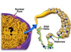 Forme sous laquelle se présente l'ADN dans le noyau entre deux divisions cellulaires (diffus).