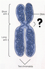 Structure particulière du chromosome dont la fonction est d'en assurer la ségrégation lors des divisions cellulaires. Point de fixation du chromosome.
