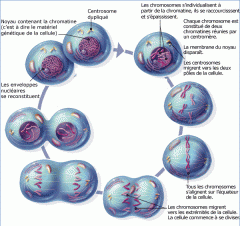 1-Prophase et prométaphase
2-Métaphase
3-Anaphase
4-Télophase
5-Cytocinèse
(Parle Moins Au Téléphone Cellulaire)