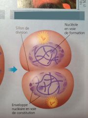 (4)
Chromosomes se déroulent en chromatine
Membrane nucléaire et nucléole se reforment
Division cytoplasme