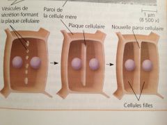 Animal : membrane cellulaire se contracte à l'équateur pour se diviser en 2
Végétal : il se forme une plaque cellulaire (paroi) à l'équateur