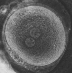 Premier stade de la vie d'un individu. Cellule diploïde non encore divisée issue de la fécondation de gamètes haploïdes.