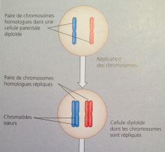 Réplication des chromosomes.