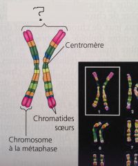 Chromosomes appartenant à la même paire, de même taille, possédant les mêmes gènes mais pas obligatoirement les mêmes allèles. Chez les organismes diploïdes, l'un des chromosomes homologues est d'origine maternelle, l'autre d'origine paternelle.