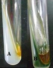 Which of the phenylalanine tubes (above) show breakdown of phenylalanine to Phenylpyruvic acid and ammonia?