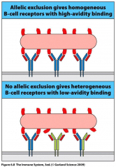 Causes allelic exlusion at heavy chain locus
-results in homogenous B-Cell receptors with high-avidity binding
-This is when only one Gene is expressed (and the other is silenced)