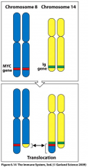 Translocation at the chromosomal level leads to the fusion of genes