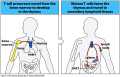 Most T cells develop in the thymus