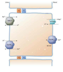 1. facilitated transport of Na + glucose/phosphate etc
2. antiport of Na and H+
3. Na+/K+ATPase