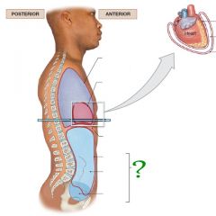 Abdominopelvic or Peritoneal Cavity