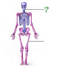 Axial - Refers to the trunk of the body