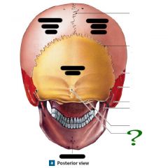 external occipital protuberance