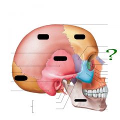 supraorbital foramen
