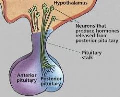 The posterior pituitary is anatomically connected to the hypothalamus. The hypothalamus releases neurohormones for storage in the posterior pituitary.

The anterior pituitary is connects by a series of capillaries. This is connected by the portal vein t