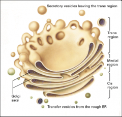 Cis-Golgi (CGN), medial-Golgi and trans-Golgi (TGN). This gives us two flanked networks of tubules: the CGN faces the RER and the TGN is opposite the RER (faces the plasma membrane).