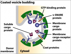 The small ones initiate budding of vesicles when they are recruited to a patch of donor membrane, they control assembly and disassembly of COPII coat proteins.  
They also help the naked vesicle dock to target membrane.