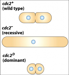 The CDK of S. POmbe yeast. Loss of Cdc2 activity (recessive) prevents S.pombe from entering M phase
Gain of Cdc2 activity (dominant) brings on mitosis earlier