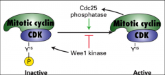 A phosphatase that removes the inhibitory phosphate group from CDK and promotes its ACTIVATION, it regulates MPF.