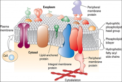 Lipids, Sterols, and Proteins. They are fluid, have closed compartments, are semi-permeable, and are asymmetric