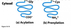 Acylation and Prenylation. 
Acylation attaches a glycine residue at the N-terminus of the protein to an existing lipid in the membrane, while Prenylation attaches a cysteine residue at or near the C terminus of the protein.