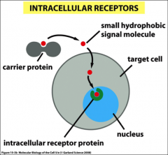 Cell surface & intracellular, they transmit signals by interacting with other effector proteins (causing them to change their function or activity) or second messengers (e.g. Ca2+, cAMP, cGMP, IP3, DAG, NO, etc.).