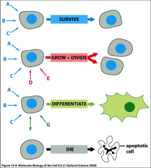 The removal or absence of basic survival factors without the survival signals present the cell will undergo apoptosis.  Absence of signals.  **The survival signals are present during grow & divide as well as differentiate.