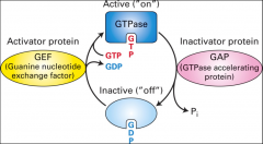 GTPase activating protein, it helps speed up GTP hydrolysis.