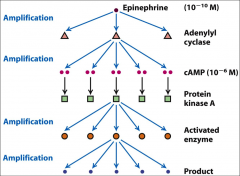 One of the major activators of adenylyl cyclase and thus increases the concentration of cAMP.