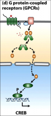 The CRE-binding protein it is activated by phosphorylation in the nucleus, particularly by PKA?