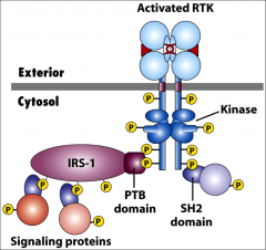 Receptor tyrosine kinases - membrane bound extracellular receptors with a single transmembrane α-helix.  
Ligands include growth factors (NGF, PDGF, FGF, EGF) and insulin. 
They dimerize and phosphorylate tyrosines.