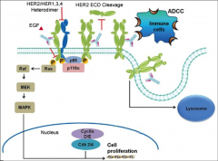 The only approved HER2 therapy designed to bind to HER2+ tumor cells and flag them for destruction by immune system. It also blocks down stream HER2 signaling to inhibit proliferation of cells.