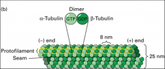 Hydrolysis of the Beta end of the microtubule chain,