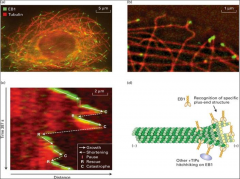 Special MAPS - Plus-end tracking proteins - they are associated with the plus end of microtubules.