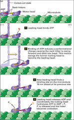 It's conventional in nature to the usual description of the kinesin motor protein as it binds different cargo and moves to the plus-end using ATP.  
Has two heavy chains & two light. 
ATP is hydrolysed as each head moves 16 nm.