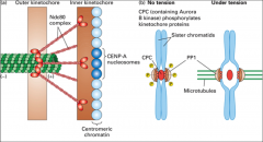 A kinetochore protein that when phosphorylated leads to microtubule instability. Under no tension, the phosphorylation of Ndc80 proteins at the kinetochore results in weak microtubule interactions with the kinetochore.