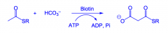 From acetyl thioester using ATP and biotin.