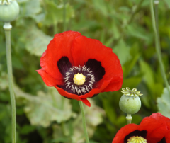 The naturally occurring opiates are alkaloids of the poppy plant Papaver Somniferum.