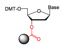 The 3’-OH group of the first unit is linked to a polymer 
with a COOH group using DCC, forming an ester.
