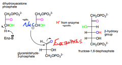 Catalyzes the reversible formation of fructose-1,6-bisphosphate in glucose biosynthesis.