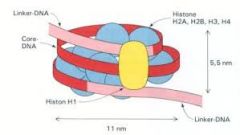 A: Nukleosom

B: histonpuck där DNA:t snurras två varv, ca 147bp. Pucken består av 2st: H2a, H2B,H3 samt H4. Dessa är histondelar som vardera har en svans som består av mycket lysin samt arginin, dvs de är mycket positivt laddade. Svansarn...