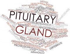Pituitary gland: the go-between for Nervous system and endocrine system

anterior vs posterior pituitary