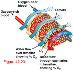 Water and blood flow in opposite directions within the fishes gills because of this the partial pressure of oxygen within the water is always higher than the partial pressure within the capillaries in the secondary lamellae. This helps to maintain the con